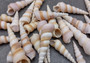 Purple Turitella Seashells Tan White Turitella Communis (approx. 25+ shells 0.75+ inches) Purple Turitella shell for crafting & display!