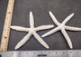 White Finger Starfish (2 pcs.) - (6-7 inches) - Linka Laevigata. Long fingered and textured Starfish. Copyright 2022 SeaShellSupply.com.