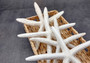 White Finger Starfish (2 pcs.) - (6-7 inches) - Linka Laevigata. Long fingered and textured Starfish. Copyright 2022 SeaShellSupply.com.