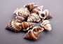 Granulate Frog Seashells (10 pcs.) - Bursa Granularis. Multiple earthly toned, ribbed, and spiral shells in a pile. Copyright 2024 SeaShellSupply.com.
