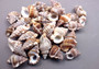 Granulate Frog Seashells (10 pcs.) - Bursa Granularis. Multiple earthly toned, ribbed, and spiral shells in a pile. Copyright 2024 SeaShellSupply.com.