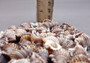 Granulate Frog Seashells (10 pcs.) - Bursa Granularis. Multiple earthly toned, ribbed, and spiral shells in a pile. Copyright 2024 SeaShellSupply.com.