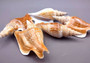 Listers Conch Shell - Strombus Listeri - (1 shell approx. 3.5-4 inches). Two orange and white spiral textured shells. Copyright 2024 SeaShellSupply.com.