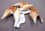 Listers Conch Shell - Strombus Listeri - (1 shell approx. 3.5-4 inches). Two orange and white spiral textured shells. Copyright 2024 SeaShellSupply.com.