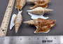 Listers Conch Shell - Strombus Listeri - (1 shell approx. 3.5-4 inches). Two orange and white spiral textured shells. Copyright 2024 SeaShellSupply.com.