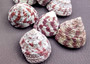 Christmas Tree Top Shells - Trochus Radiatus - (10 shells approx. .5-1 inches). Different shades of Orange and Teal shells in pile. Copyright 2024 SeaShellSupply.com.