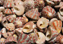 Christmas Tree Top Shells - Trochus Radiatus - (10 shells approx. .5-1 inches). Different shades of Orange and Teal shells in pile. Copyright 2022 SeaShellSupply.com.