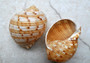 China Tun Seashell (2-3 inches) - Tonna Chinensis. Two tan and white shells, one showing to show the design on the back and the other showing the opening of the shell. Copyright 2022 SeaShellSupply.com.