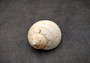 China Tun Seashell (2-3 inches) - Tonna Chinensis. Two tan and white shells, one showing to show the design on the back and the other showing the opening of the shell. Copyright 2024 SeaShellSupply.com.