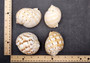 China Tun Seashell (2-3 inches) - Tonna Chinensis. Two tan and white shells, one showing to show the design on the back and the other showing the opening of the shell. Copyright 2024 SeaShellSupply.com.