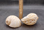 China Tun Seashell (2-3 inches) - Tonna Chinensis. Two tan and white shells, one showing to show the design on the back and the other showing the opening of the shell. Copyright 2024 SeaShellSupply.com.