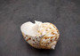 China Tun Seashell (2-3 inches) - Tonna Chinensis. Two tan and white shells, one showing to show the design on the back and the other showing the opening of the shell. Copyright 2024 SeaShellSupply.com.