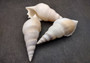 Delicate Tibia Shell - Tibia Delicatula - (3 shells approx. 3-4 inches). Three white and tan shaded spiral shells with a small opening at the end. Copyright 2022 SeaShellSupply.com.