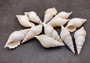 Delicate Tibia Seashell Tibia Delicatula (3 shells approx. 3+ inches) Shell beautiful to add to any collection or coastal display!