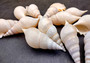 Delicate Tibia Seashell Tibia Delicatula (3 shells approx. 3+ inches) Beautiful shell to add to any collection or coastal display!