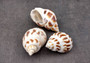 Areola Babylon Seashells XL (3 pcs.) - (2-2.5 inches) - Babylonia Areolata. Three shells with a striped pattern of various shades of brown in a spiral shape laid on the table to show different angles. Copyright 2024 SeaShellSupply.com.