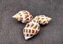 Areola Babylon Seashells XL (3 pcs.) - (2-2.5 inches) - Babylonia Areolata. Three shells with a striped pattern of various shades of brown in a spiral shape laid on the table to show different angles. Copyright 2024 SeaShellSupply.com.