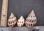 Areola Babylon Seashells XL (3 pcs.) - (2-2.5 inches) - Babylonia Areolata. Three shells with a striped pattern of various shades of brown in a spiral shape laid on the table to show different angles. Copyright 2024 SeaShellSupply.com.
