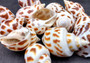 Areola Babylon Seashells XL (3 pcs.) - (2-2.5 inches) - Babylonia Areolata. Three shells with a striped pattern of various shades of brown in a spiral shape laid on the table to show different angles. Copyright 2024 SeaShellSupply.com.