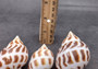 Areola Babylon Seashells XL (3 pcs.) - (2-2.5 inches) - Babylonia Areolata. Three shells with a striped pattern of various shades of brown in a spiral shape laid on the table to show different angles. Copyright 2024 SeaShellSupply.com.