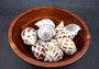 Areola Babylon Seashells XL (3 pcs.) - (2-2.5 inches) - Babylonia Areolata. Three shells with a striped pattern of various shades of brown in a spiral shape laid on the table to show different angles. Copyright 2024 SeaShellSupply.com.