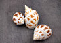 Areola Babylon Seashells XL Babylonia Areolata (3 shells approx. 2+ inches) Adorable shells for any crafting or display!