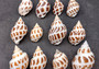 Areola Babylon Seashells XL Babylonia Areolata (3 shells approx. 2+ inches) Adorable shells for any crafting or display!