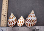 Areola Babylon Seashells XL Babylonia Areolata (3 shells approx. 2+ inches) Adorable shells for any crafting or display!