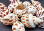 Areola Babylon Seashells XL Babylonia Areolata (3 shells approx. 2+ inches) Adorable shells for any crafting or display!