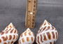 Areola Babylon Seashells XL Babylonia Areolata (3 shells approx. 2+ inches) Adorable shells for any crafting or display!