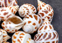 Areola Babylon Seashells XL Babylonia Areolata (3 shells approx. 2+ inches) Adorable shells for any crafting or display!