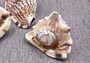 King Helmet Shell - Cassis Tuberosa - (1 shell approx. 5-6 inches). One earthly toned shell with some short and one tall dull spikes. Copyright 2024 SeaShellSupply.com.