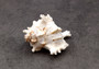 Ramose Murex Seashell (3-4 inches) - Chicoreus Ramosus. Beige or white ribbed shells with little spikes. Copyright 2024 SeaShellSupply.com.