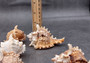 Ramose Murex Seashell (3-4 inches) - Chicoreus Ramosus. Beige or white ribbed shells with little spikes. Copyright 2024 SeaShellSupply.com.