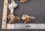 Ramose Murex Seashell (3-4 inches) - Chicoreus Ramosus. Beige or white ribbed shells with little spikes. Copyright 2024 SeaShellSupply.com.