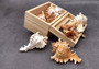 Ramose Murex Seashell (3-4 inches) - Chicoreus Ramosus. Beige or white ribbed shells with little spikes. Copyright 2024 SeaShellSupply.com.