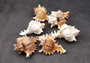 Ramose Murex Seashell (3-4 inches) - Chicoreus Ramosus. Beige or white ribbed shells with little spikes. Copyright 2024 SeaShellSupply.com.