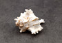 Ramose Murex Seashell Chicoreus Ramosus (1 shell approx. 2.5+ inches) Swell shells for coastal crafting décor & collections!