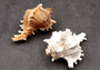 Ramose Murex Seashell Chicoreus Ramosus (1 shell approx. 2.5+ inches) Swell shells for coastal crafting décor & collections!