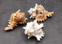 Ramose Murex Seashell Chicoreus Ramosus (1 shell approx. 2.5+ inches) Swell shells for coastal crafting décor & collections!