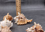 Ramose Murex Seashell Chicoreus Ramosus (1 shell approx. 2.5+ inches) Swell shells for coastal crafting décor & collections!