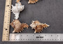 Ramose Murex Seashell Chicoreus Ramosus (1 shell approx. 2.5+ inches) Swell shells for coastal crafting décor & collections!