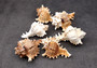 Ramose Murex Seashell Chicoreus Ramosus (1 shell approx. 2.5+ inches) Swell shells for coastal crafting décor & collections!