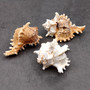 Ridged Ramose Murex Seashells (3 shells approx. 2.5+ inches) Chicoreus Ramosus Ideal shells for coastal crafting décor & collections! Copyright 2026 SeaShellSupply.com.