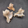 Ridged Ramose Murex Seashells (3 shells approx. 2.5+ inches) Chicoreus Ramosus Ideal shells for coastal crafting décor & collections! Copyright 2026 SeaShellSupply.com.