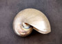 Pearl Nautilus Seashell - Nautilus Pompilius - (1 shell 6-7 inches). One shiny almost reflective shell in a bright white color. Copyright 2024 SeaShellSupply.com.