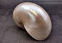 Pearl Nautilus Seashell - Nautilus Pompilius - (1 shell 6-7 inches). One shiny almost reflective shell in a bright white color. Copyright 2024 SeaShellSupply.com.