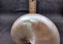 Pearl Nautilus Seashell - Nautilus Pompilius - (1 shell 6-7 inches). One shiny almost reflective shell in a bright white color. Copyright 2024 SeaShellSupply.com.