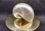 Pearl Nautilus Seashell - Nautilus Pompilius - (1 shell 6-7 inches). One shiny almost reflective shell in a bright white color. Copyright 2024 SeaShellSupply.com.