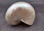 Pearlized Nautilus Seashell Polished Nautilus Pompilius (1 shell approx. 6+ inches) Superb shells for coastal crafting decor & collections!